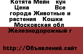 Котята Мейн - кун › Цена ­ 19 000 - Все города Животные и растения » Кошки   . Московская обл.,Железнодорожный г.